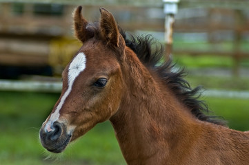 Baby foal in profile