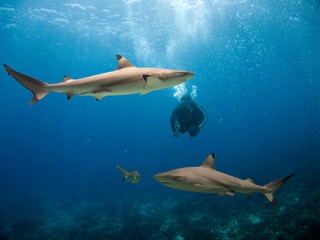 Obraz premium Flinders4T