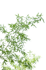 Young bamboo leaves on thin twigs isolated on white