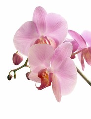 Naklejka na ściany i meble pink flowers of orchid