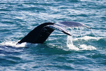 Fototapeta premium queue de baleine