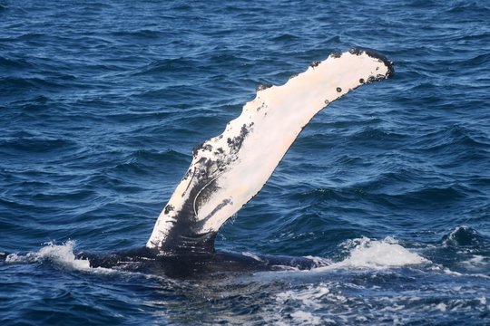 communication entre baleines