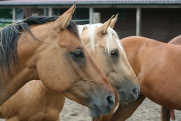 Fototapeta premium Quarterhorse