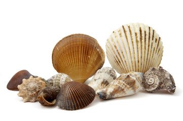 shell 3