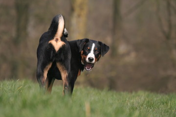 Derriere le Bouvier d'Appenzell