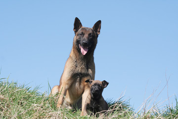 le grand berger belge malinois et le tout petit en pose