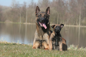 famille berger belge malinois assis  au bord d'un lac