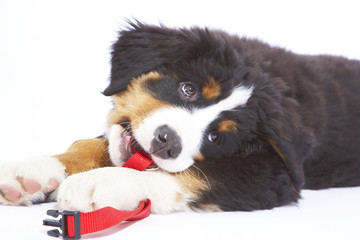 Fototapeta premium berner sennen hund baby