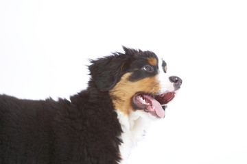 hundewelpe