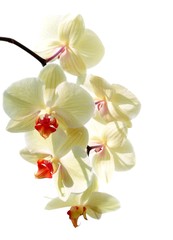 Obraz na płótnie Canvas yellow orchid