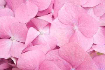 Outdoor-Kissen Details zu rosa Blütenblättern © Paul Maguire