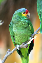 Blue Headed Green Parrot