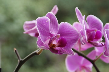 Fototapeta na wymiar Orchidee 3