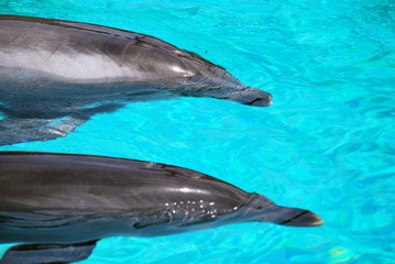 Dolphins side by side