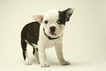 Puppy French Bull Dog