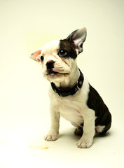 Puppy French Bull Dog