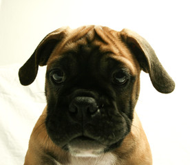 Fototapeta premium Puppy Bull Dog