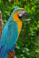 Macaw Parrot