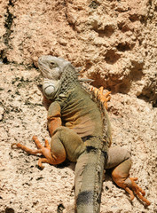 Iguana