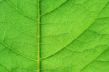 Fototapeta na wymiar Green leaf structure