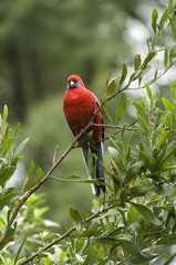 Rosella 2