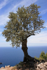 Fototapeta na wymiar drzewo oliwne
