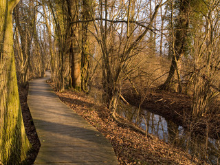 Chemin et ponton dans la foret