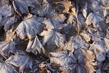 Ahornlaub an einem Wintermorgen