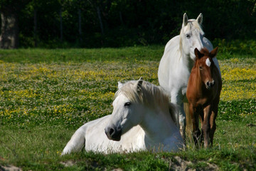 Obraz na płótnie Canvas Stado dzikich białych koni z małym brązowym