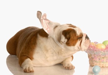 english bulldog smelling colorful eggs in easter basket