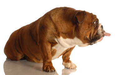 english bulldog sticking tongue out