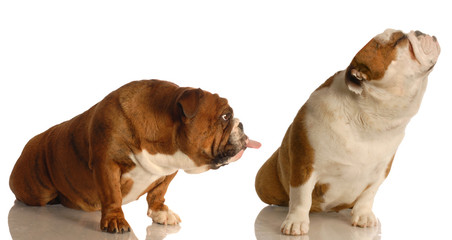 dog fight - one bulldog sticking tongue out at another