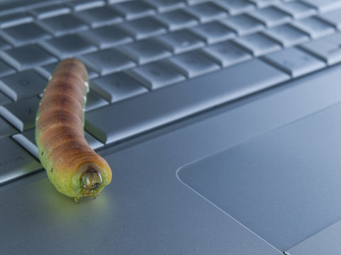 Computer bug