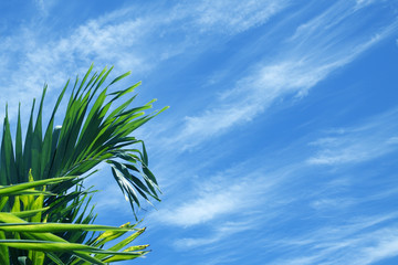 Fototapeta na wymiar palmy na skrawku błękitne niebo