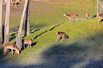 Reh © Petra Kohlstädt