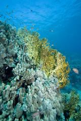 Corals of the Red Sea