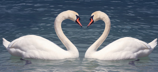 Swan in love © Tom Kuest