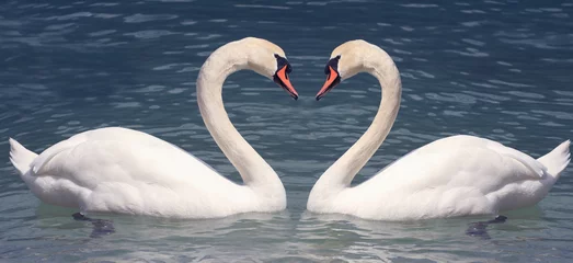 Fotobehang Swan in love © Tom Kuest
