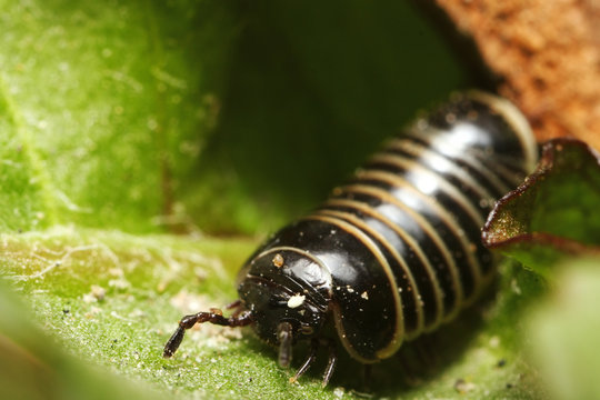 Glomerida sp