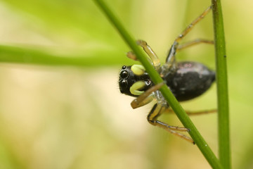 Heliophanus sp