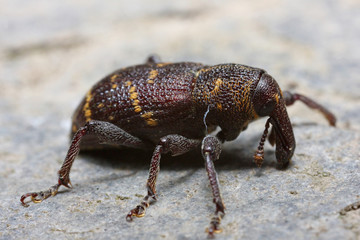 Hylobius sp