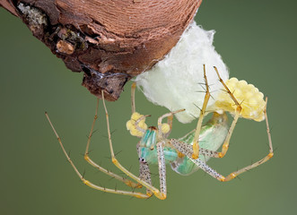 Lynx spider making egg case