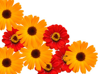 Flowers decorative