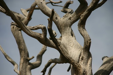 Fototapeta na wymiar Toter Baum Im Park Narodowy Bryce Canyon, Utah - USA
