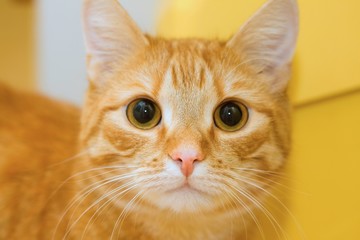 Closeup portrait of yellow cat. - 11197782