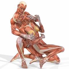 Muskelaufbau eines weiblichen und m&auml;nnlichen K&ouml;rpers