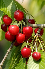 Pflanzen, Kirschen