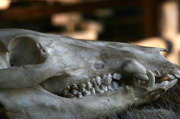 wild boar skull