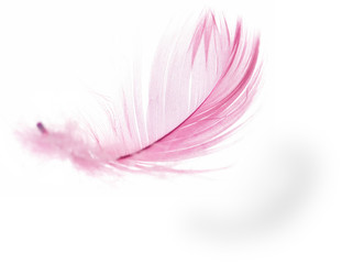 Feather - 11200967