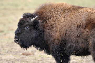 Bison